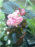 dupla begonia